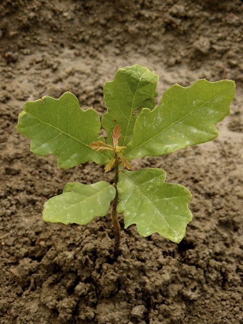 Oak trees are among the most common tree species found in forests, but their number are declining. You can help the tree recover its former glory by starting and planting oak tree seedlings following the instructions in this article. English Oak Tree, Red Oak Tree, Deer Resistant Perennials, Growing Trees, Long Blooming Perennials, Tree Seedlings, Deer Resistant Plants, Old Oak Tree, Fragrant Plant