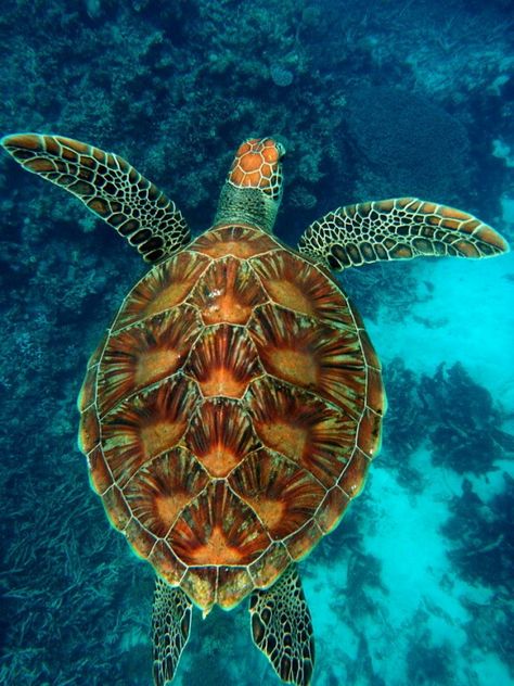 Sea Turtles Photography, Sea Turtle Wallpaper, Sea Turtle Pictures, Land Turtles, Summer Beach Pictures, Turtle Wallpaper, Ocean Animals, Underwater Photography, Ocean Life