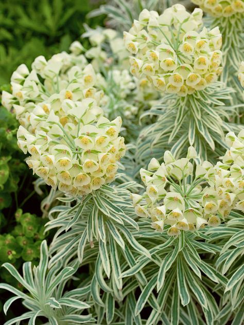 Long Lasting Flowers Arrangements, Euphorbia Plant, Tasmanian Tiger, Pot Plants, Perennial Shrubs, Plant Supplies, Bedding Plants, Types Of Soil, Growing Plants