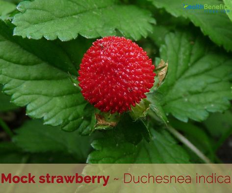 Strawberry Leaves Benefits, Strawberry Magical Properties, Hawthorn Berries Benefits, Mock Strawberry, Strawberry Facts, Strawberry Benefits, Hawthorne Berry Benefits Herbal Medicine, Benefits Of Berries, Strawberry Nutrition Facts