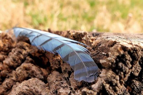 Blue Jay Feather Meaning: The Symbolism for Native American Indians 1 Blue Jay Bird Meaning, Blue Jay Feather Meaning, Blue Jay Symbolism Meaning, Blue Jay Meaning, Blue Jay Spirit Animal, Meaning Of Blue, Blue Jay Feather, Jay Feather, Feather Meaning