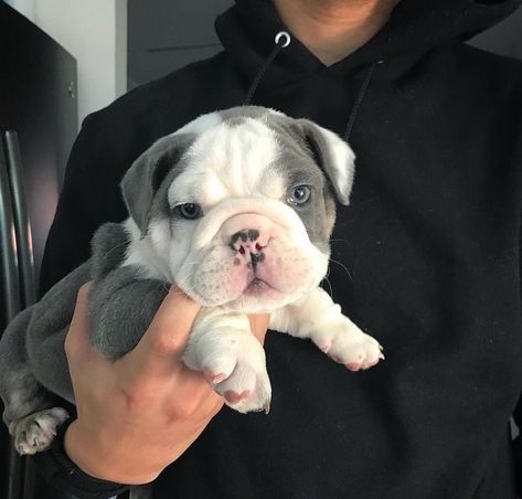 Bulldog Aesthetic, Cute Bulldog Puppies, Cute Animals Puppies, Very Cute Dogs, Cute Little Puppies, Little Puppies, Bulldog Puppies, Video Editor, Small Dog