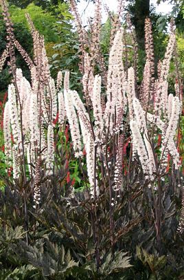 Actaea simplex (Atropurpurea Group) 'James Compton' Flowers Opening, Oxalis Triangularis, Goth Garden, Bush Plant, Hosta Gardens, Reddish Purple, Perennial Border, Hummingbird Garden, Herbaceous Perennials