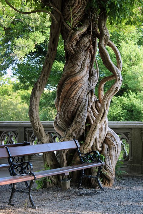 Tree Vines, Trumpet Creeper, Campsis Radicans, Vine Tree, Vines Art, The Biltmore Estate, Weird Trees, Biltmore House, Twisted Tree