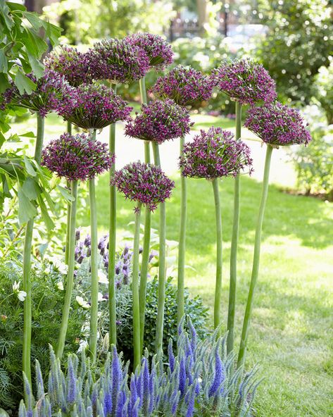 Allium Atropurpureum, Deer Resistant Annuals, Van Zyverden, Spring Flowering Bulbs, Magic Garden, Garden Bulbs, How To Attract Hummingbirds, Replant, Garden Designs