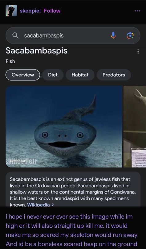 Silly Fish, Fish Monster, Weird Animal Facts, Fish Facts, Weird Sea Creatures, Cursed Image, Cool Facts, Weird Fish, Mia 3