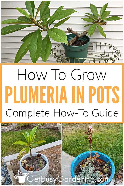 Plumeria Indoor, Indoor Plumeria, Plumeria Care, Plumeria Plant, Corner Garden Ideas, Plumeria Tree, Hawaiian Plants, Plant Care Guide, Hawaiian Plumeria