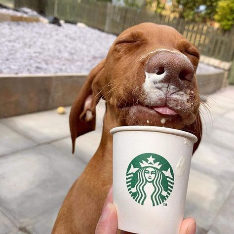 Mood ☕🐶 - - - #goodmorning #coffee #morning #morningslikethese #mornings #morningmood #cutedog #morningtime #morningtime🌞 #coffeetime #coffeelovers #coffeelover #coffeeaddict #coffeetime #morningcoffee #morningcoffee☕ #starbucks #starbucks☕ #statbuckscoffee #dog #dogs #dogsofinstagram #doglife #doglovers #cutedogs #puppies #puppylove #puppylife #puppiesofinstagram Puppy Heaven, Hungarian Vizsla, Vizsla Dogs, Cute Animals Puppies, Animal Advocacy, Funny Dachshund, Copyright Infringement, Sweet Animals, Baby Dogs