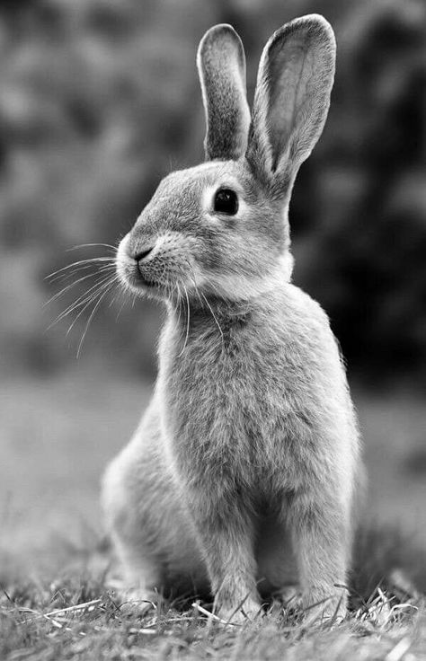 Black And White Animal Photography Wildlife, Black And White Rabbit, Regard Animal, Tier Tattoo, Animal Photography Wildlife, Rabbit Wallpaper, Wild Animals Photography, Pencil Drawings Of Animals, Wild Animals Pictures