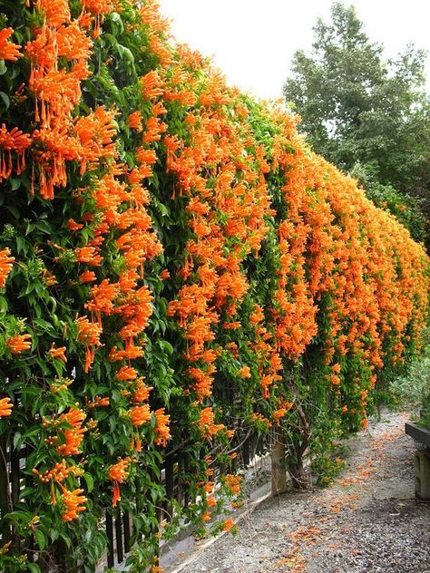 53 GORGEOUS LOVELY FENCE LANDSCAPING IDEAS TO CREATE - 392 Vine On Fence, Orange Trumpet Vine, Climbing Flowering Vines, Trumpet Vines, Vine Fence, Wall Climbing Plants, Vine Flowers, Vine Plants, Climber Plants