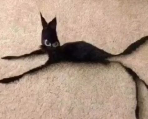 Cursed Cats, Online Group, Wonderful Things, Snakes, The Land, Cat Pics, On Earth, Black Cat