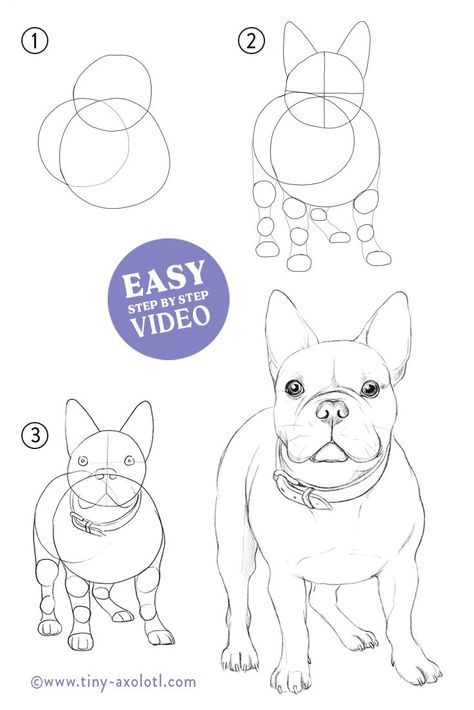 How to draw a French Bulldog EASY Step by Step for Beginners - #french #englishbulldog #photo How To Draw A Bulldog Step By Step, How To Draw A Frenchie, Watercolour French Bulldog, French Bulldog Sketch Drawing, How To Draw A French Bulldog, French Bulldog Art Illustrations, French Bulldog Drawing Easy, Draw French Bulldog, French Bulldog Sketch