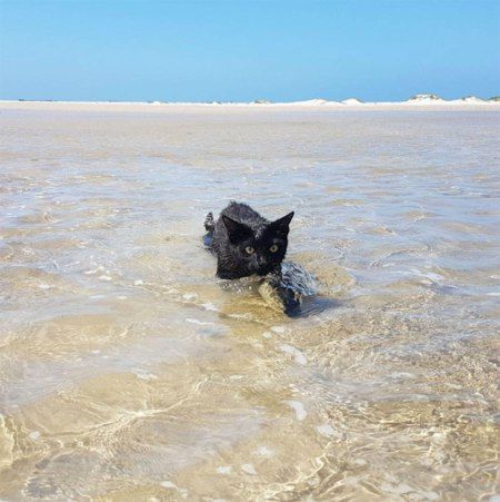 Nathan The Swimming Cat Loves The Ocean! Cats Love Couple, Swimming Cats, Beach Cat, Adventure Cat, A Black Cat, Cats Love, Cat Photography, Cat Facts, Water Cooler