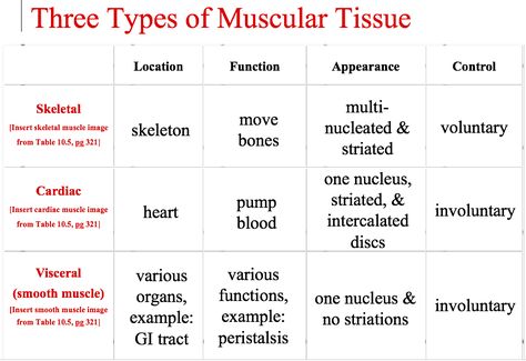 Muscle Tissue Notes, Muscular Tissue Notes, Body Tissues Anatomy, Muscle Tissue Anatomy, Types Of Muscle Tissue, Muscular Tissue, Teaching Cells, Tissue Biology, Bio Notes