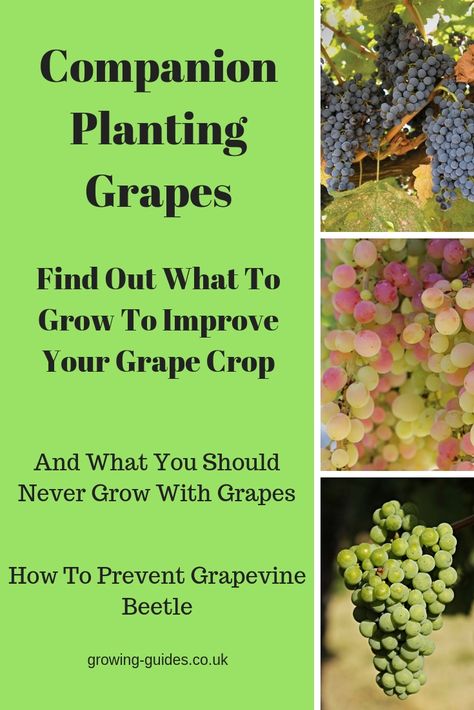 Planting Grapes, Grapes Growing, Grape Vine Trellis, Companion Planting Guide, Tomatoes In Containers, Grape Vine Plant, Grape Trellis, Companion Gardening, Grape Plant