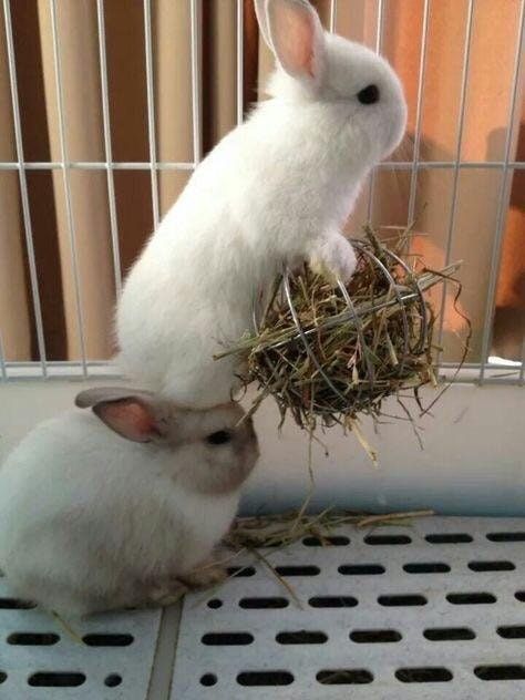 19 Bunny Memes and Photos That Will Warm Your Heart Bunny Care, Cute Bunny Pictures, White Rabbits, Pet Bunny, Bunny Pictures, Team Work, Funny Bunnies, Animal Facts