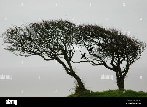 Download this stock image: Windblown Hawthorn Bushes on the Gower in Winter - ADCP93 from Alamy's library of millions of high resolution stock photos, illustrations and vectors. Hawthorn Bush, High Resolution, Stock Images, Resolution, Stock Photos, Illustrations