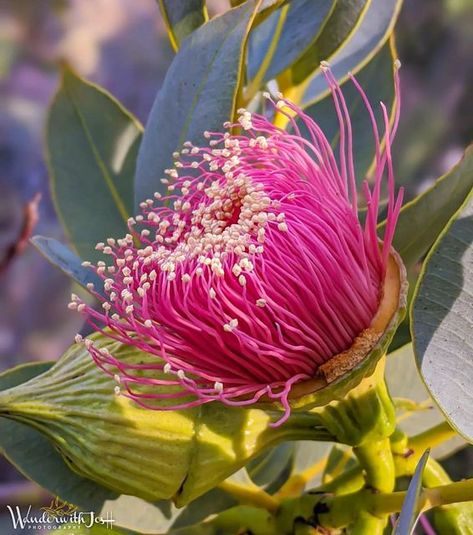 PlantSnap on Instagram: "𝗘𝗻𝗲𝗮𝗯𝗯𝗮 𝗠𝗮𝗹𝗹𝗲 ( 𝗘𝘂𝗰𝗮𝗹𝘆𝗽𝘁𝘂𝘀 𝗶𝗺𝗽𝗲𝗻𝘀𝗮 ) Eucalyptus impensa, commonly known as the Eneabba mallee is a species of straggly mallee that is endemic to a small area of Western Australia. It has smooth bark, dull, light green, egg-shaped to broadly lance-shaped leaves, flower buds arranged singly in leaf axils, pink flowers and relatively large, flattened hemispherical fruit. Eucalyptus impensa is a straggly mallee that typically grows to a height of Plant Identification App, Eucalyptus Flowers, Eucalyptus Flower, Gum Trees, Australian Natives, Australian Flowers, Beautiful Leaves, Native Flowers, Australian Plants