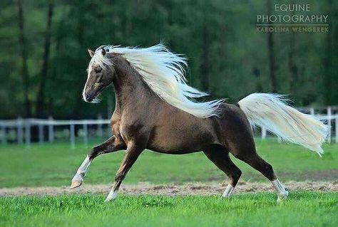 Rocky Mountain Rocky Mountain Horse, Mountain Horse, Beautiful Horses Photography, Welsh Pony, Palomino Horse, Most Beautiful Horses, Majestic Horse, Miniature Horse, All The Pretty Horses