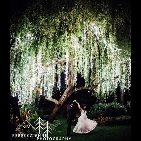 Willow Tree With Lights, Willow Wedding, Willow Tree Wedding, Wedding Web, Forest Theme Wedding, Madison Wedding, California Destinations, Rustic Fall Wedding, Lego Birthday