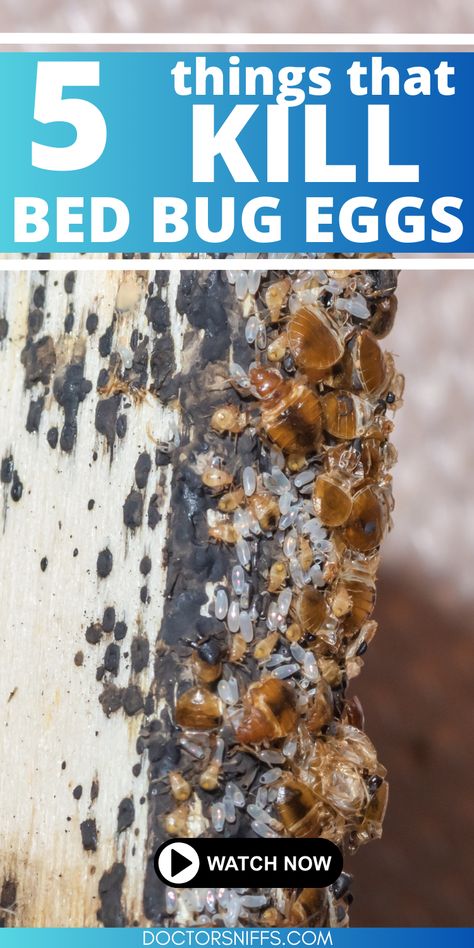 a photo of bed bugs, bed bug eggs, with the text 5 Things That Kill Bed Bug Eggs Bed Bugs How To Get Rid Of, Killing Bed Bugs, What Kills Bed Bugs, Bed Bugs Pictures, Kill Bed Bugs, Bed Bug Bites, Mattress Protectors, Egg Fast, Bug Control