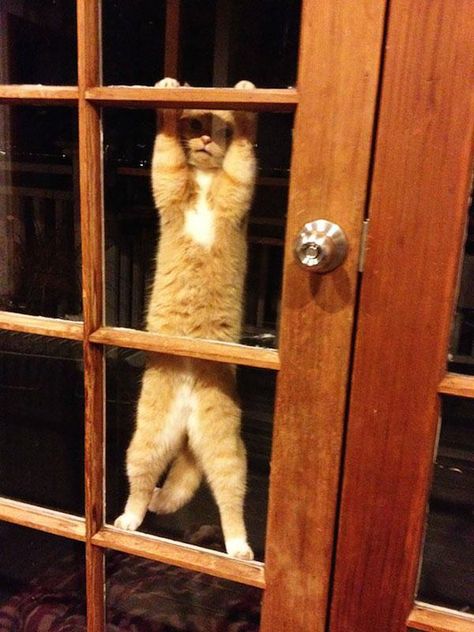 Let Me in Right Meow! Orange Cats, Cute Kittens, Cats Meow, All About Cats, Crazy Cat Lady, Beautiful Cats, Ferret, White Cat, Crazy Cats