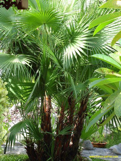 Palm Trees, Trees, Exterior, Plants