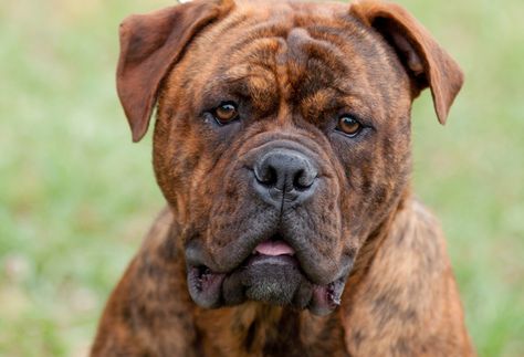 Or, I would buy a Leavitt Bulldog. Way too cute! Leavitt Bulldog, Bully Dogs, American Bulldogs, Olde English Bulldogge, Bulldog Breeds, Bully Dog, Old English Bulldog, English Bulldogs, Staffordshire Bull Terrier