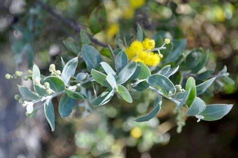 Acacia Podalyriifolia, Australian Natives, Cut Flower Garden, Beautiful Plants, Australian Native, My Business, My Garden, Cut Flowers, Queensland