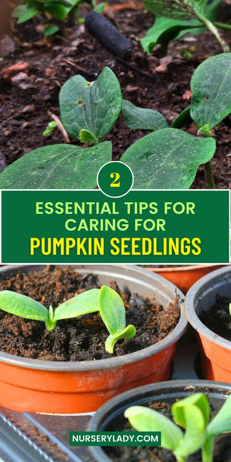 Discover 2 essential tips for caring for pumpkin seedlings to ensure a thriving pumpkin garden! Learn how to plant a pumpkin seed effectively and when to plant pumpkin seeds for optimal growth. Perfect for kids, this guide covers pumpkin seed planting techniques that make gardening fun. Whether you’re a beginner or an experienced gardener, these insights will help you grow pumpkins from seeds successfully. Start your pumpkin seed planter journey today and watch your pumpkin seed plants flourish! Pumpkin Seeds To Plant, Plant Pumpkin Seeds, Pumpkin Seeds For Planting, Grow Pumpkins From Seeds, When To Plant Pumpkins, How To Grow Pumpkins, Grow Pumpkins, Seed Planter, Seed Planting