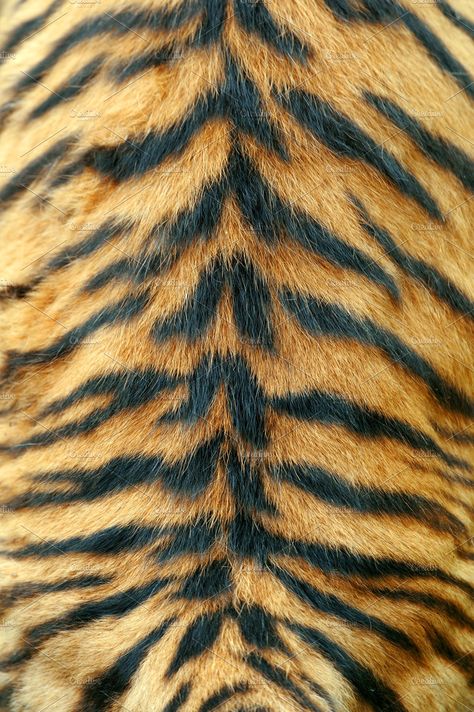 Background Cat, Real Tiger, Best Wallpaper Hd, Tiger Skin, Print Iphone, Animal Print, Iphone Wallpaper, Stripes, Fan