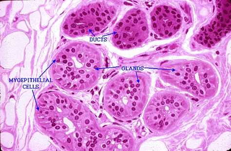 Skin - Sweat Glands Stop Sweating, Medical Laboratory Science, Sweat Gland, Science Notes, Laboratory Science, Medical Laboratory, Molecular Biology, Life Science, Anatomy