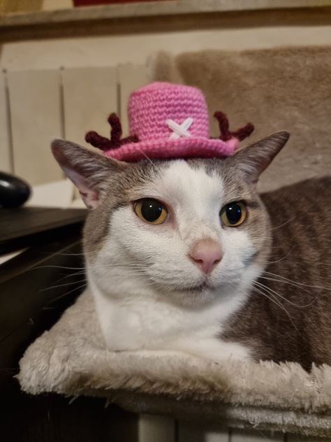 My cat loves it!💜 Pattern by 53stiches Crochet Chopper, Chopper Hat, Hat For Cat, Tony Tony Chopper, Tony Chopper, My Cat, Cat Love, Chopper, Cowboy Hats