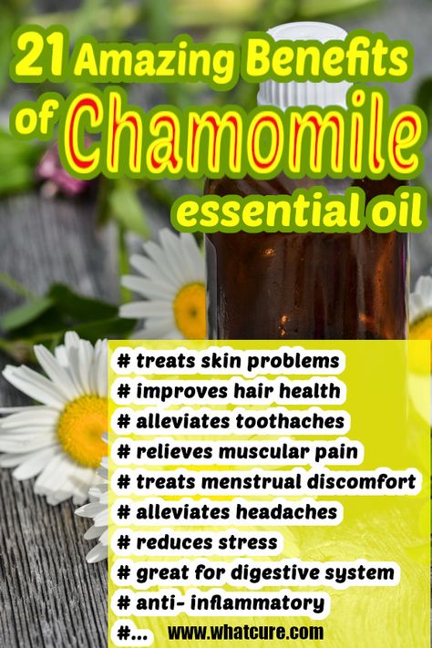 Chamomile Oil Health Benefits, Chamomile Essential Oil Benefits, Benefits Of Chamomile, Edible Weeds, Top Essential Oils, Making Essential Oils, Essential Oils Guide, Chamomile Oil, Chamomile Essential Oil