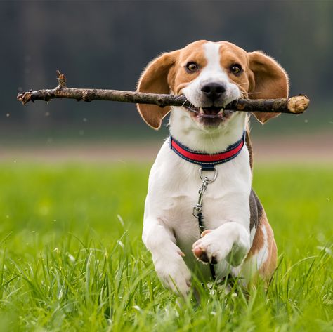 Happiness is...finding the PERFECT stick to show your human!! #simplepleasures #everydayventures Dog With Stick, Dog Tree, Most Popular Dog Breeds, Popular Dog Breeds, Best Dog Breeds, Beagle Dog, Animal Behavior, Popular Dog, Dog Chews