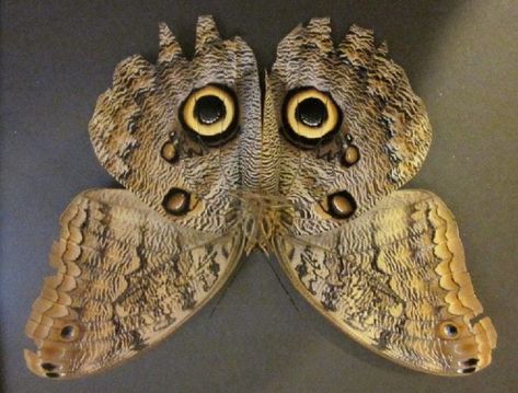 This moth looks like an owls face - 9GAG Weird Butterfly, Butterfly Eggs, Tattoo Borboleta, Interesting Insects, Owl Butterfly, Owls Art, Therian Mask Ideas, Night Flying, Eye Butterfly