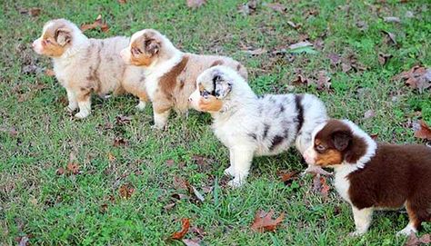 Australian Shepherd Colors and Markings Puppies Australian Shepherd, Aussie Colors, Red Tri Australian Shepherd, Australian Shepherd Colors, Australian Shepherd Red Tri, Australian Shepherd Training, Mini Australian Shepherd, Merle Australian Shepherd, American Shepherd