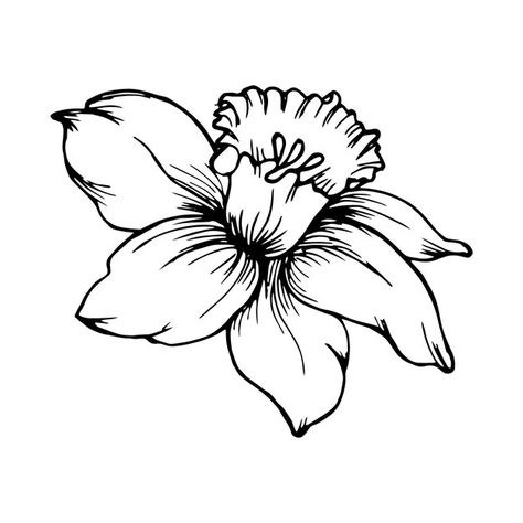 Narcissus Flower Outline, Narcissus Flower Drawing Simple, Dafodill Flowers Drawing, Narcissus Drawing, Narcissus Flower Drawing, Dafodill Flowers Tattoo, Majcin Dan, Narcissus Flower Tattoo, Narcissus Tattoo