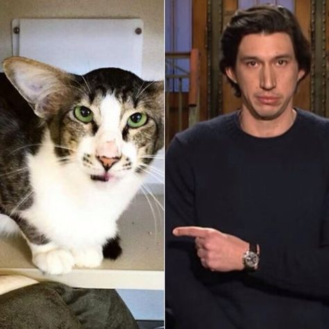 Ugly.. Adam Driver Cat, Future Dreams, Big Ears, Funny Pets, Cat Meme, Mickey Mouse Ears, Adam Driver, Star Wars Movie, Kylo Ren