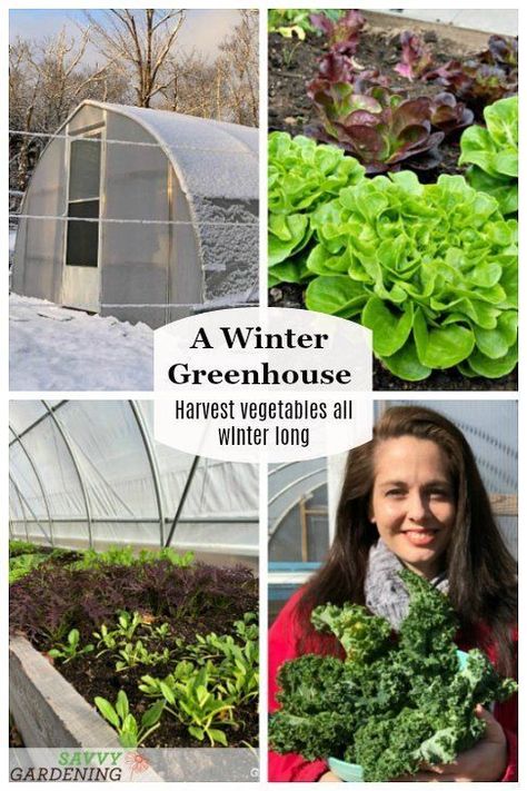 A winter greenhouse is an unheated structure that captures solar energy and provides shelter for cold tolerant crops like kale, carrots and spinach. Garden Diy Decoration Ideas, Grow Broccoli, Harvest Vegetables, Winter Container Gardening, Diy Container Gardening, Winter Greenhouse, Winter Crops, Broccoli Sprouts, Greenhouse Growing