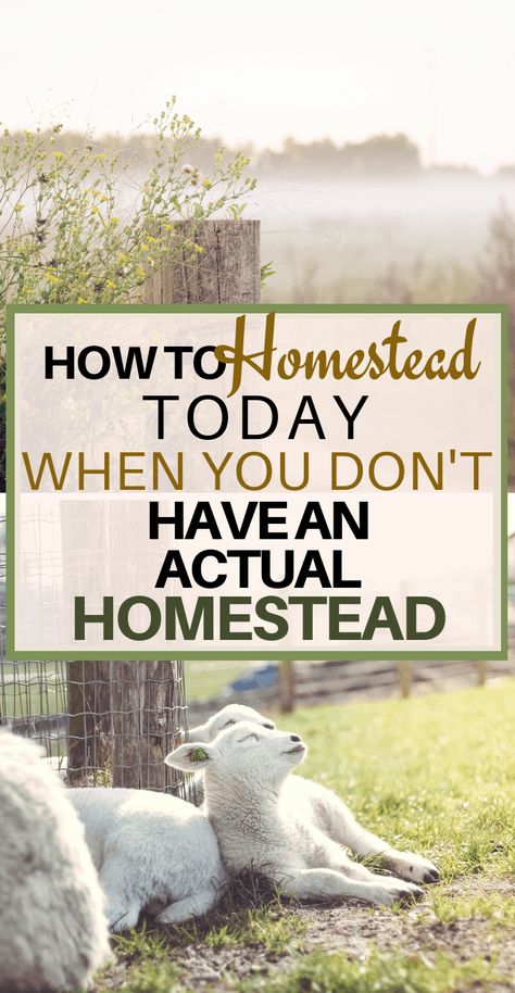 Start Homesteading, Modern Homesteading, Homesteading Diy, Homestead Farm, Homestead Gardens, Homesteading Skills, Homestead Living, Modern Society, Urban Homesteading