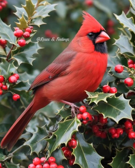 Winter Cardinals Pictures, Cardinal Photo, Cardinal In The Snow, Cardinal Drawing, Cardinals In Snow, Cardinal In Winter, Cardinal Winter Painting, Cardinal Birds Art, Sunflower Iphone Wallpaper