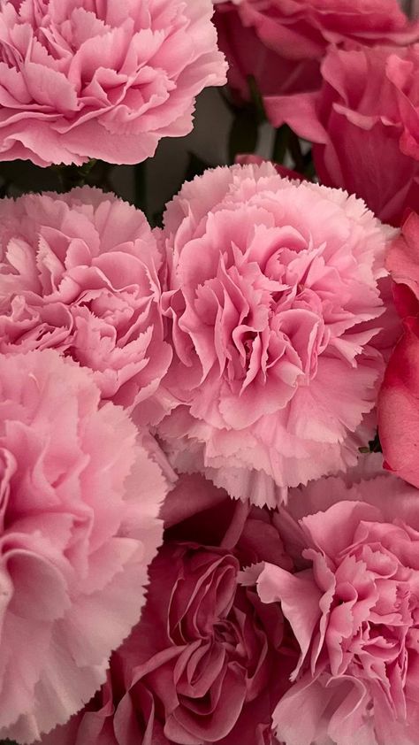 Carnation Flower Wallpaper, Carnation Flowers, Favourite Flowers, Pink Carnations, Nothing But Flowers, Carnation Flower, Flower Therapy, Favorite Flowers, Aesthetic Colors