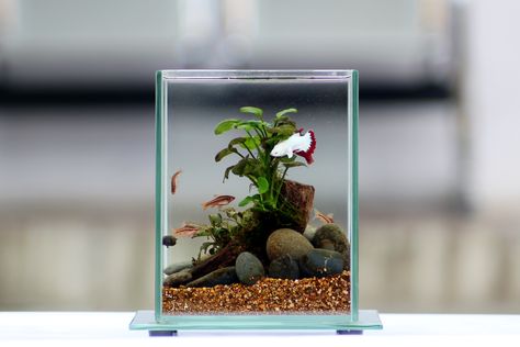 Mini Aquascape, Fish Tank Themes, Aqua Tank, Tank Plants, Aquascape Design, Mini Aquarium, Aquarium Ideas, Nature Aquarium, Aquascape Aquarium