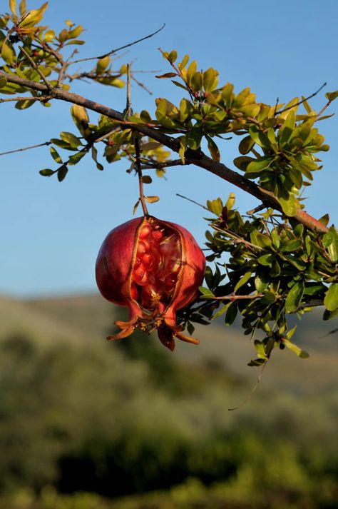 When Are My Pomegranates Ripe?: Harvest Tips for Home-Grown Pomegranates Pomegranate Art, Pomegranate Fruit, Christmas Nativity Scene, Fruit Tree, Mia 3, Ap Art, Fruit Art, Fruit Trees, Art Classes