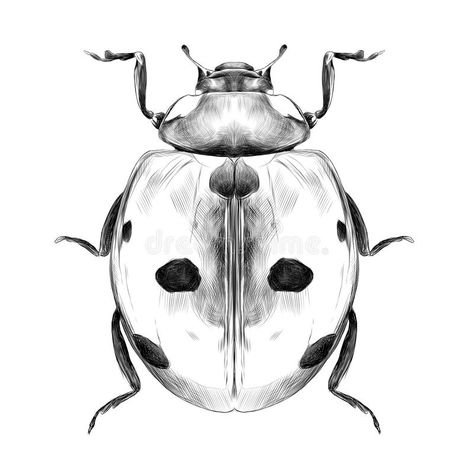 Ladybug Drawing Black And White, Ladybug Sketch, Graph Sketch, Ladybug Drawing, White Ladybug, Drawing Black And White, Lady Bug Tattoo, Black And White Google, Bug Tattoo