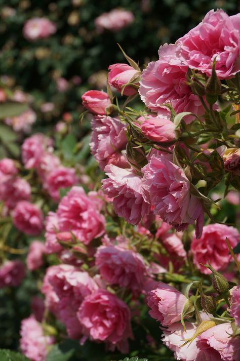 https://flic.kr/p/oaXnZJ | Rosa (Pink carnation-type) (2) Carnation Field, Carnation Garden, Pink Flowers Field, Carnation Pink Aesthetic, Light Pink Carnations, Antique Pink Carnation, Pink Cottage, Pink Carnations, Carnation Flower