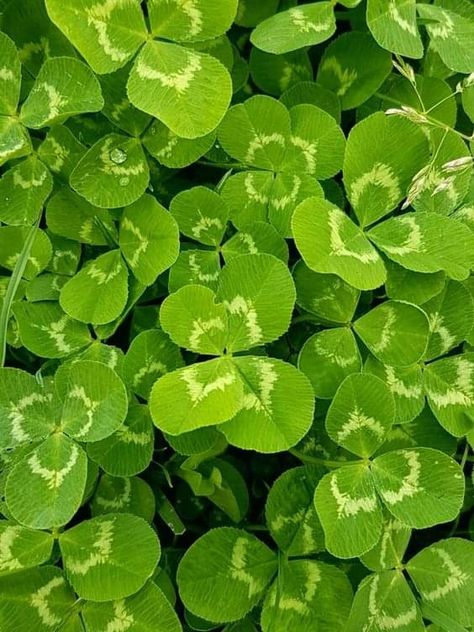 Lucky Leaf, Spotify Covers, Painting Subjects, Plant Photography, Garden Painting, Leaf Clover, Four Leaf Clover, Painting Style, Go Green