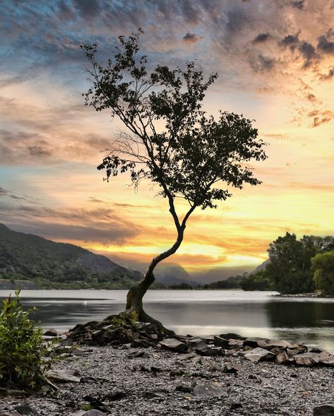 The Lonely Tree - Llyn Padarn, Gwynedd, Wales Happy Photography Day . 📸 @canonuk Happy Photography Day, Llyn Padarn, Gwynedd Wales, Wales Photography, Welsh Language, Happy Photography, Photography Day, Wales Uk, Snowdonia