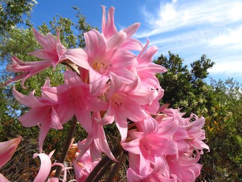 Belladonna Flower, Amaryllis Belladonna, Pink Amaryllis, Amaryllis Plant, Summer Flowering Bulbs, Flower Branding, Amaryllis Bulbs, Isles Of Scilly, Plant Species